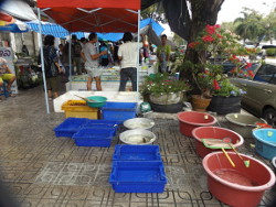 Thailand Koi Stand