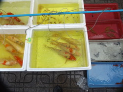 Koi im Styropor Behälter