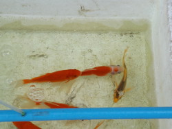 Kleine Koi im Behälter