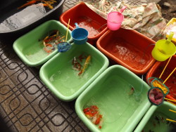 Koi in Plastikwannen