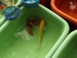 Großer und kleine Koi