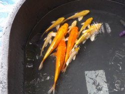 Gelb Orange Koi