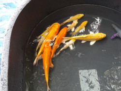Gelb Orange Koi Bild 2