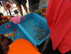 Koi zum selber aussuchen