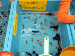 Godfische zum selber aussuchen