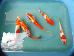 Kohaku Koi