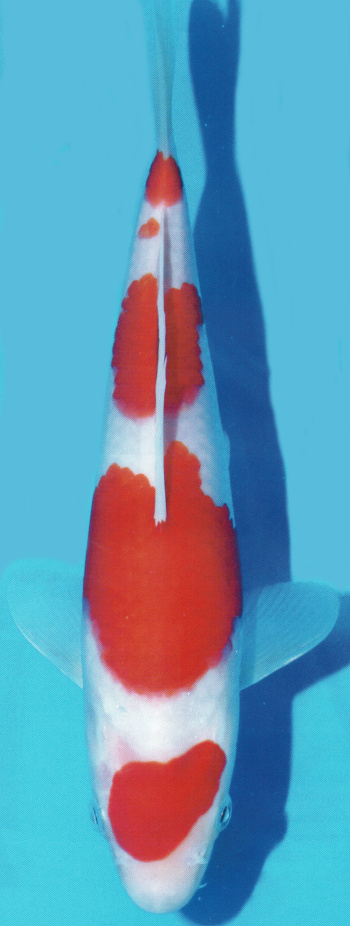 Baby Champion Baby Champion