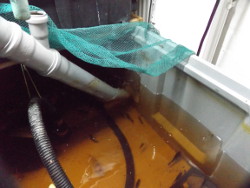 Hälterungsbecken mit Y-Stück für Belüftung.