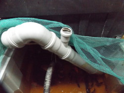 Hälterungsbecken mit Y-Stück für Belüftung. Bild 2