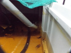 Anschauliches Bild mit aufsteigenden Blasen.