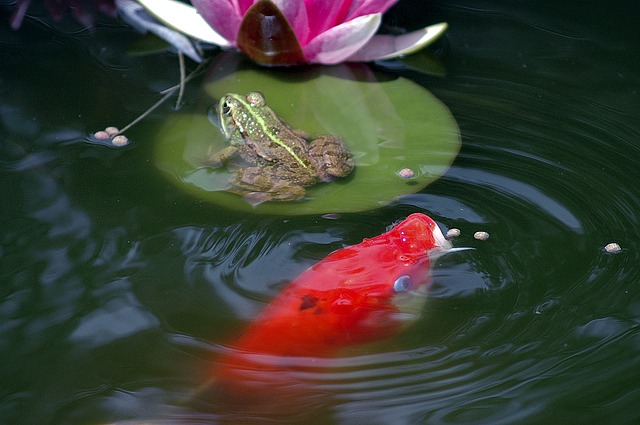 Koi mit Frosch und Seerose