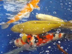 Jumbo Koi